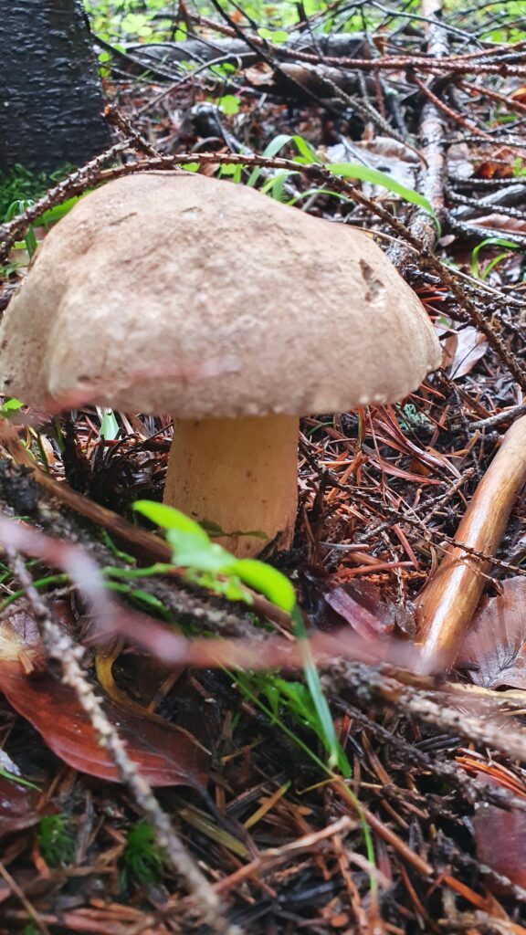 Лісові гриби